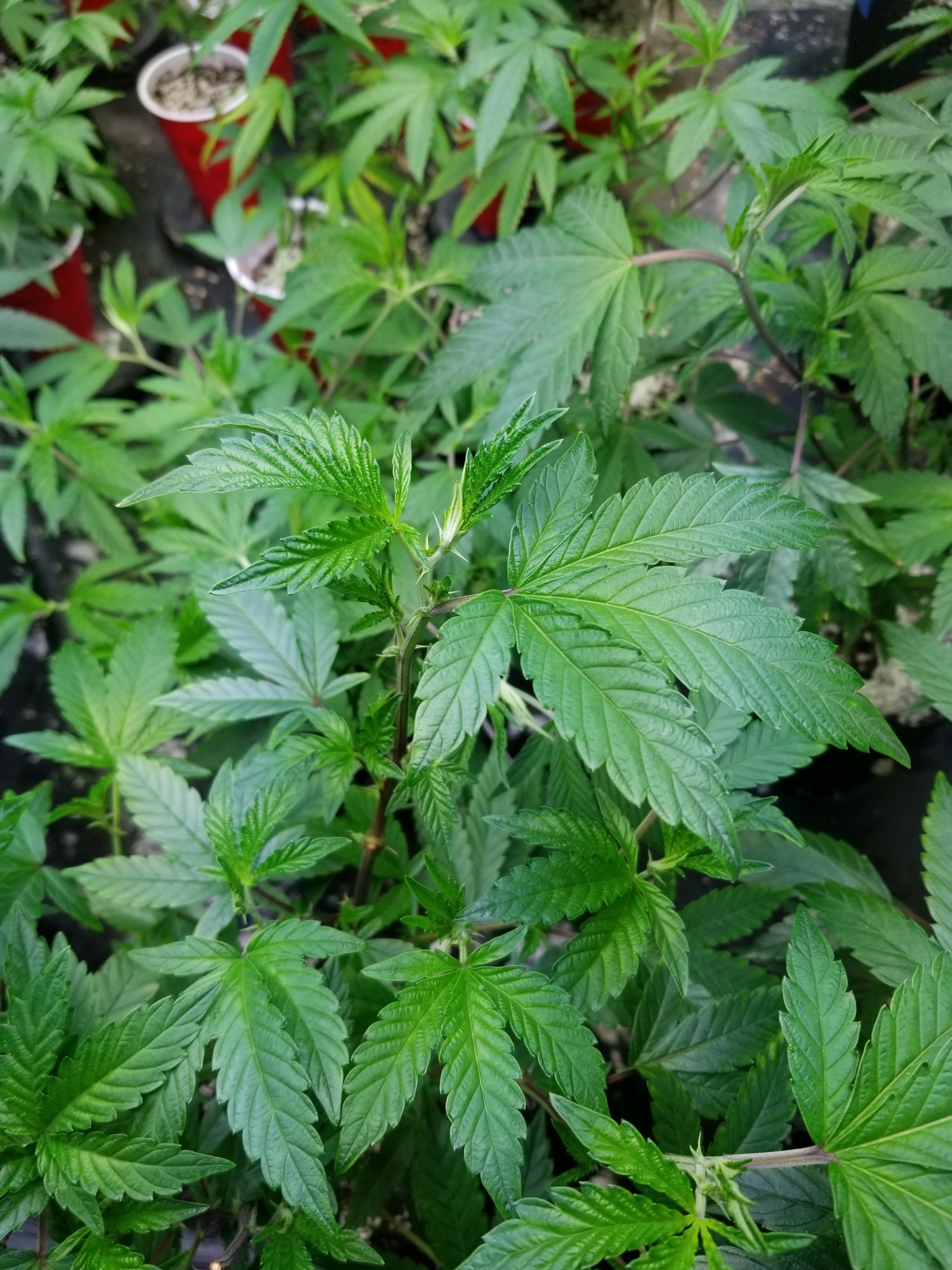 Coco grow   problems with newtop growth 2