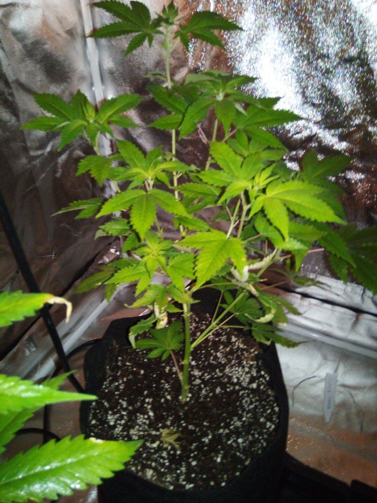 Coco grow slow growth yellow  ligh green leaves 1ml cal mag  canna ab  ph 58 4