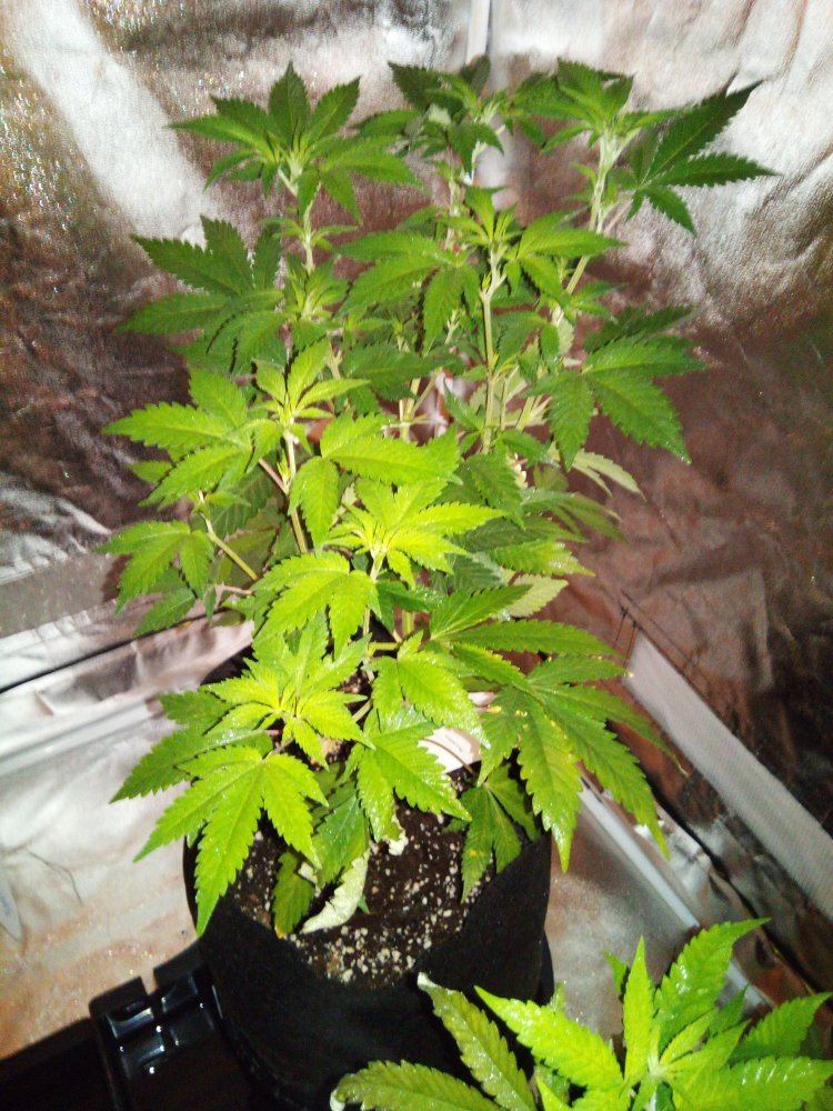 Coco grow slow growth yellow  ligh green leaves 1ml cal mag  canna ab  ph 58 5