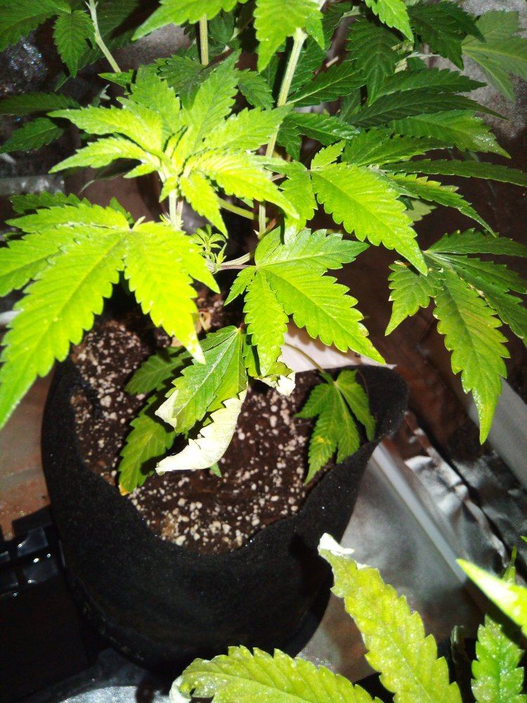 Coco grow slow growth yellow  ligh green leaves 1ml cal mag  canna ab  ph 58 6
