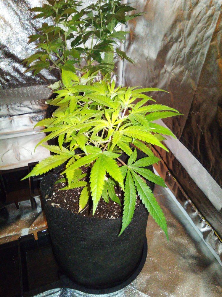 Coco grow slow growth yellow  ligh green leaves 1ml cal mag  canna ab  ph 58 8
