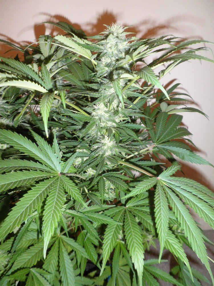 Coco hempy  smart pots multi strain 800w 2