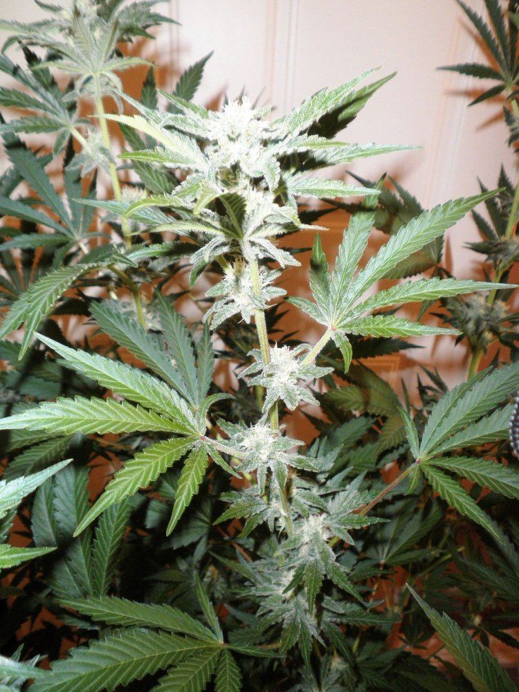 Coco hempy  smart pots multi strain 800w 3