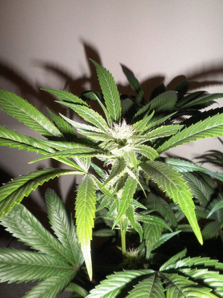 Coco hempy  smart pots multi strain 800w 6