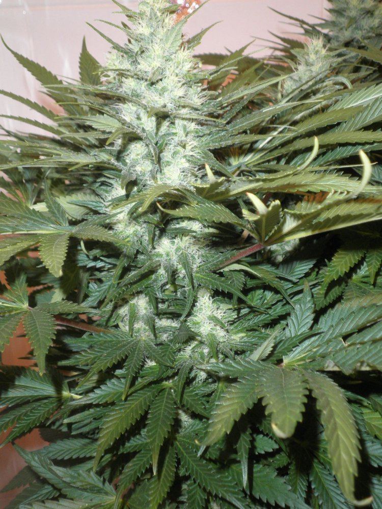 Coco hempy  smart pots multi strain 800w 7