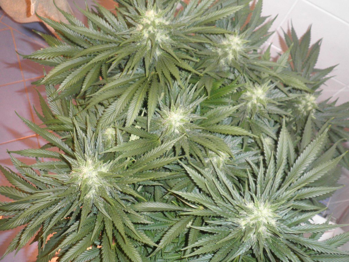 Coco hempy  smart pots multi strain 800w 8