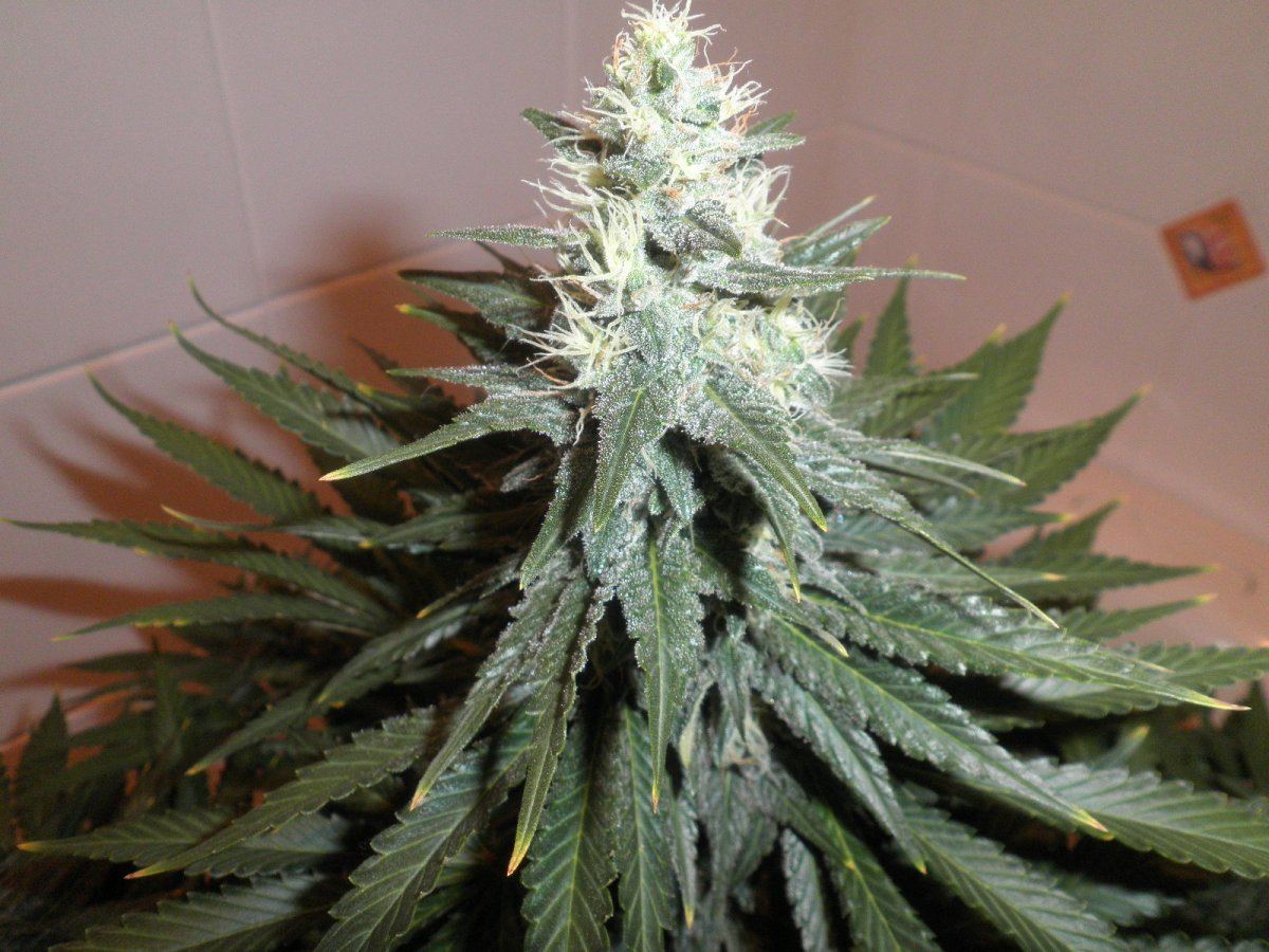 Coco hempy  smart pots multi strain 800w 9