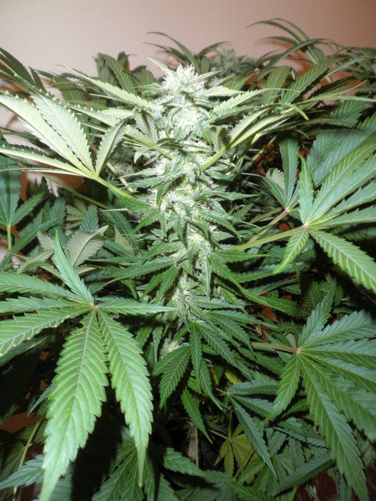 Coco hempy  smart pots multi strain 800w