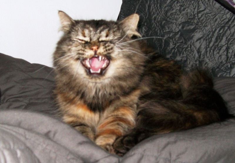 Coco kitty