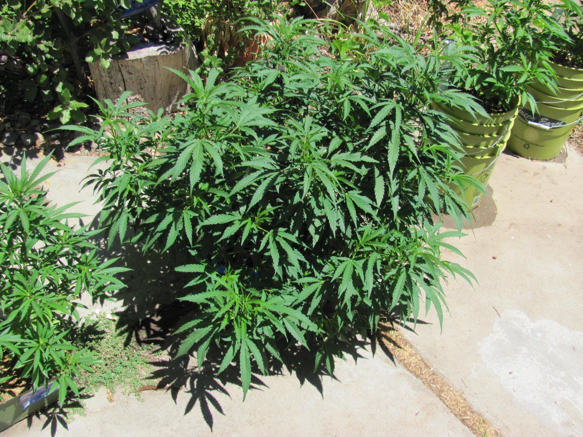 Coco path 600w hempy 4x4 2