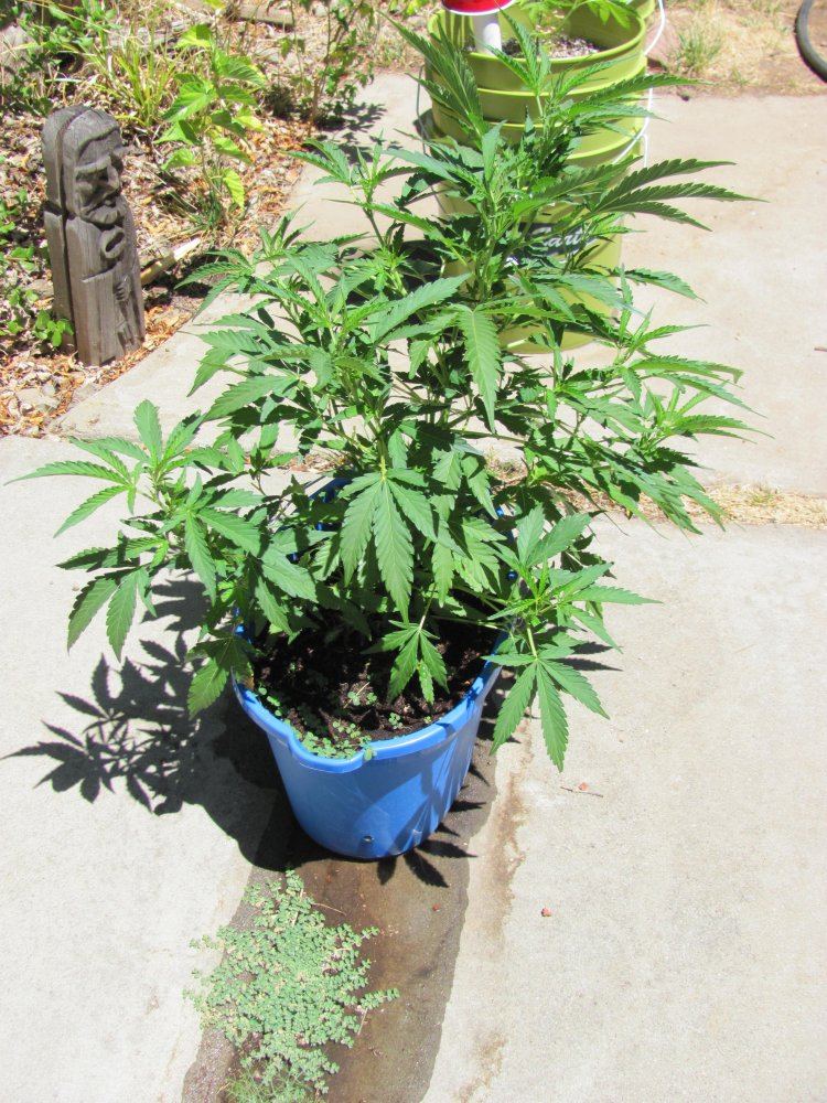 Coco path 600w hempy 4x4