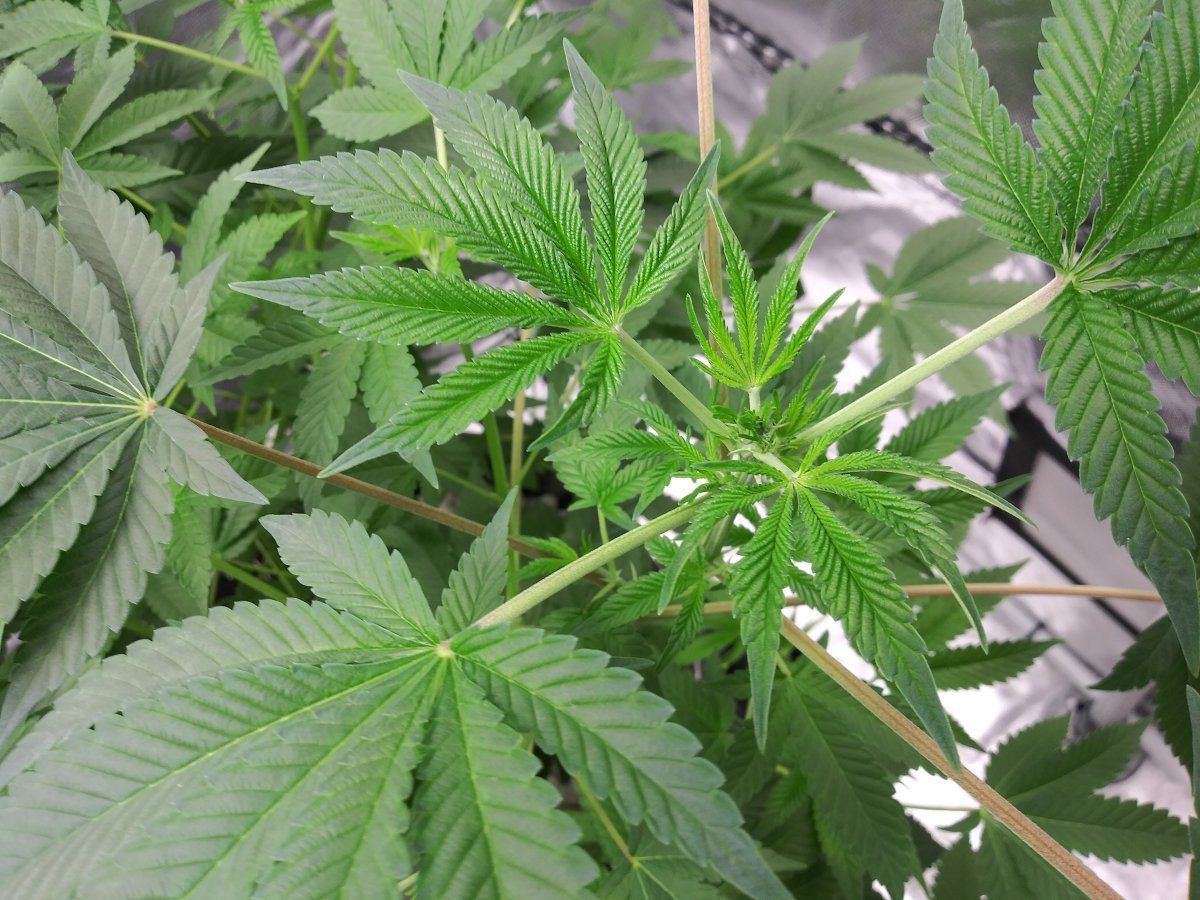 Coco problems need advice godfather og sherbert gorilla chemdog  mac1 10