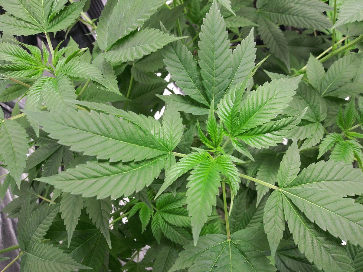 Coco problems need advice godfather og sherbert gorilla chemdog  mac1 14