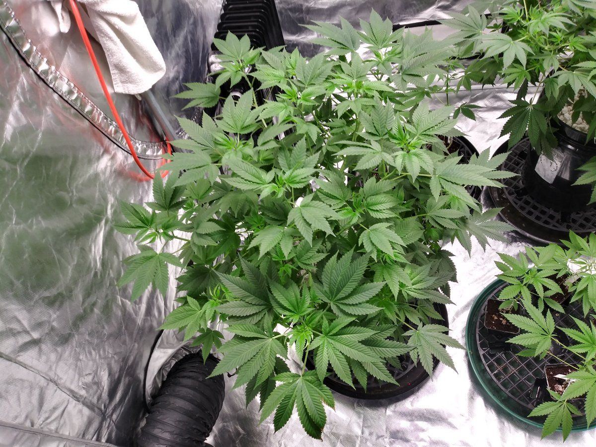 Coco problems need advice godfather og sherbert gorilla chemdog  mac1 16
