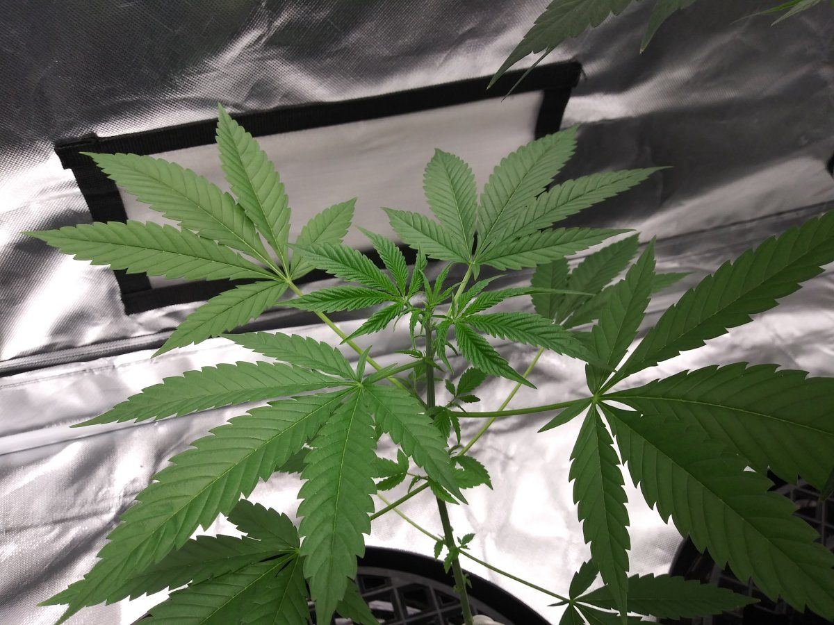 Coco problems need advice godfather og sherbert gorilla chemdog  mac1 3