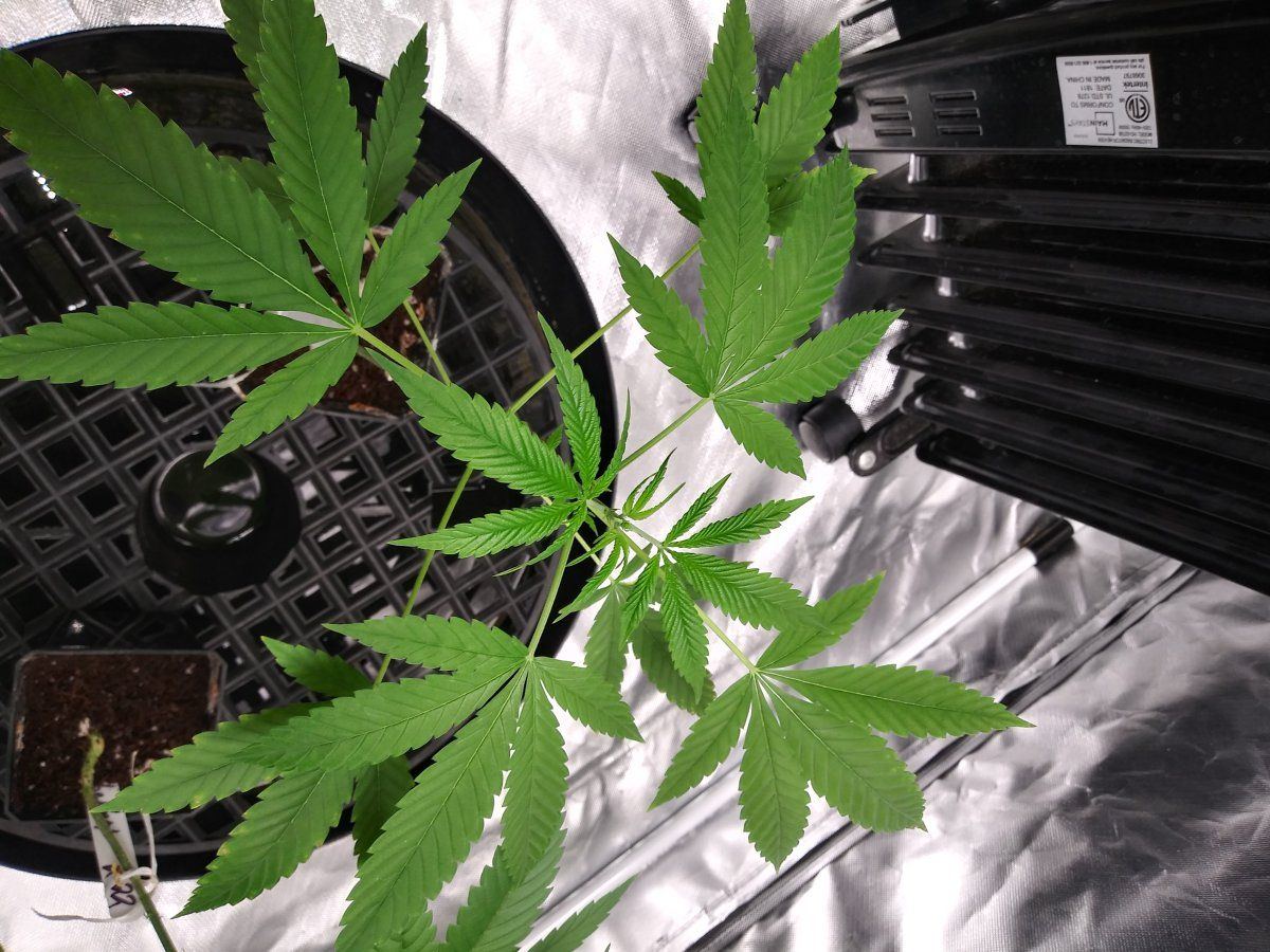 Coco problems need advice godfather og sherbert gorilla chemdog  mac1 4