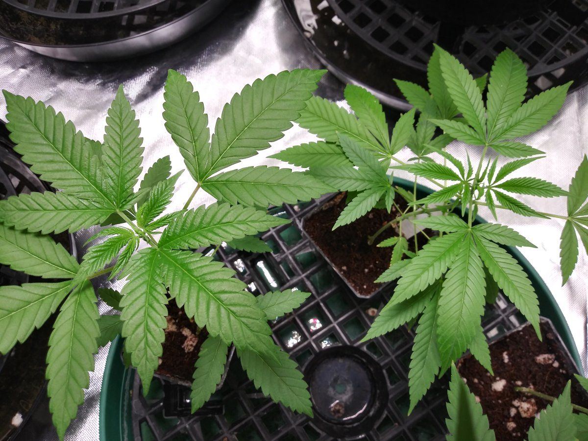Coco problems need advice godfather og sherbert gorilla chemdog  mac1 5