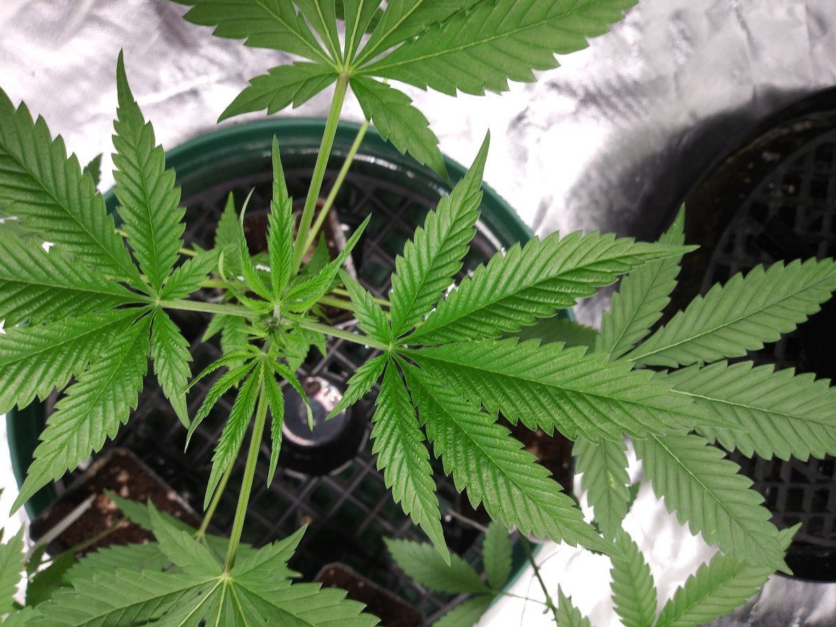 Coco problems need advice godfather og sherbert gorilla chemdog  mac1 6