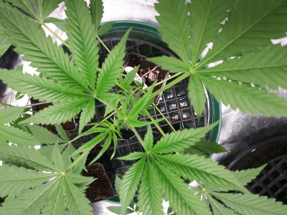 Coco problems need advice godfather og sherbert gorilla chemdog  mac1 7