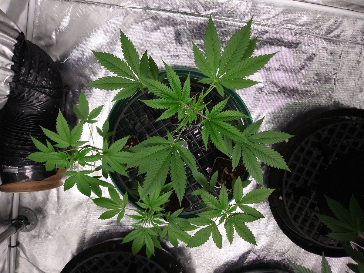 Coco problems need advice godfather og sherbert gorilla chemdog  mac1 8