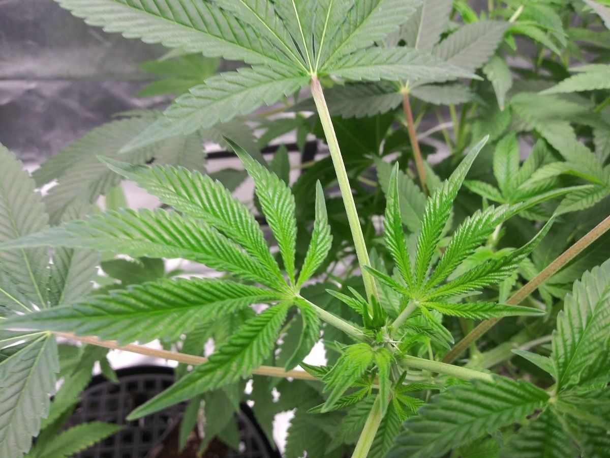 Coco problems need advice godfather og sherbert gorilla chemdog  mac1 9