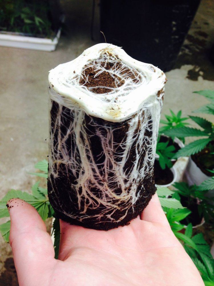Coco roots 12 days