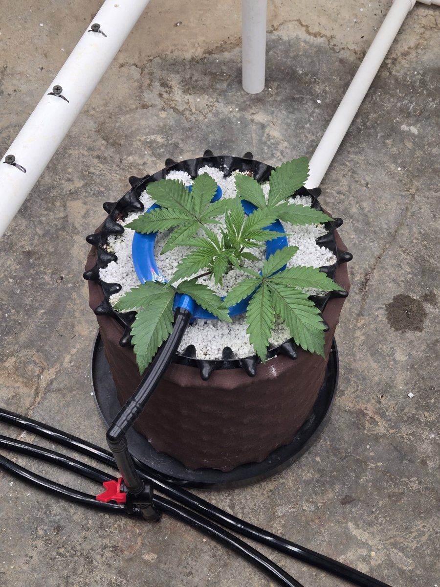 Coco run and cap junky 3