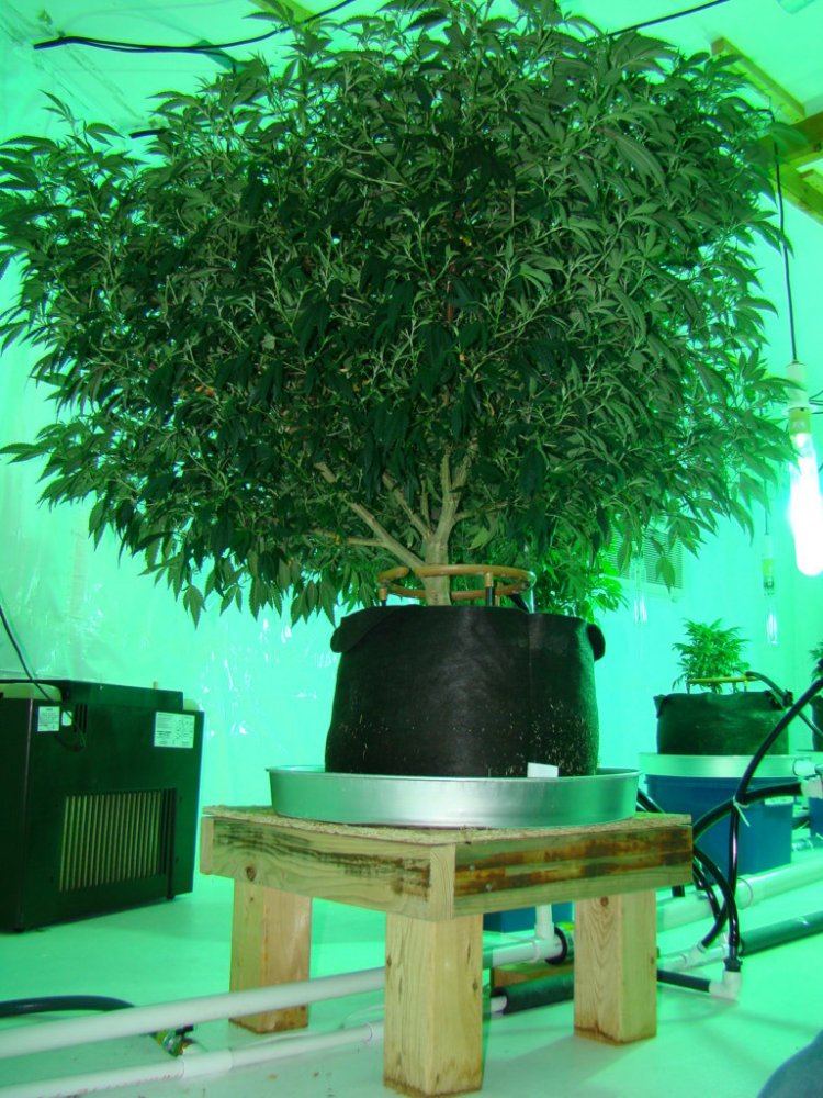 Coco trees 10