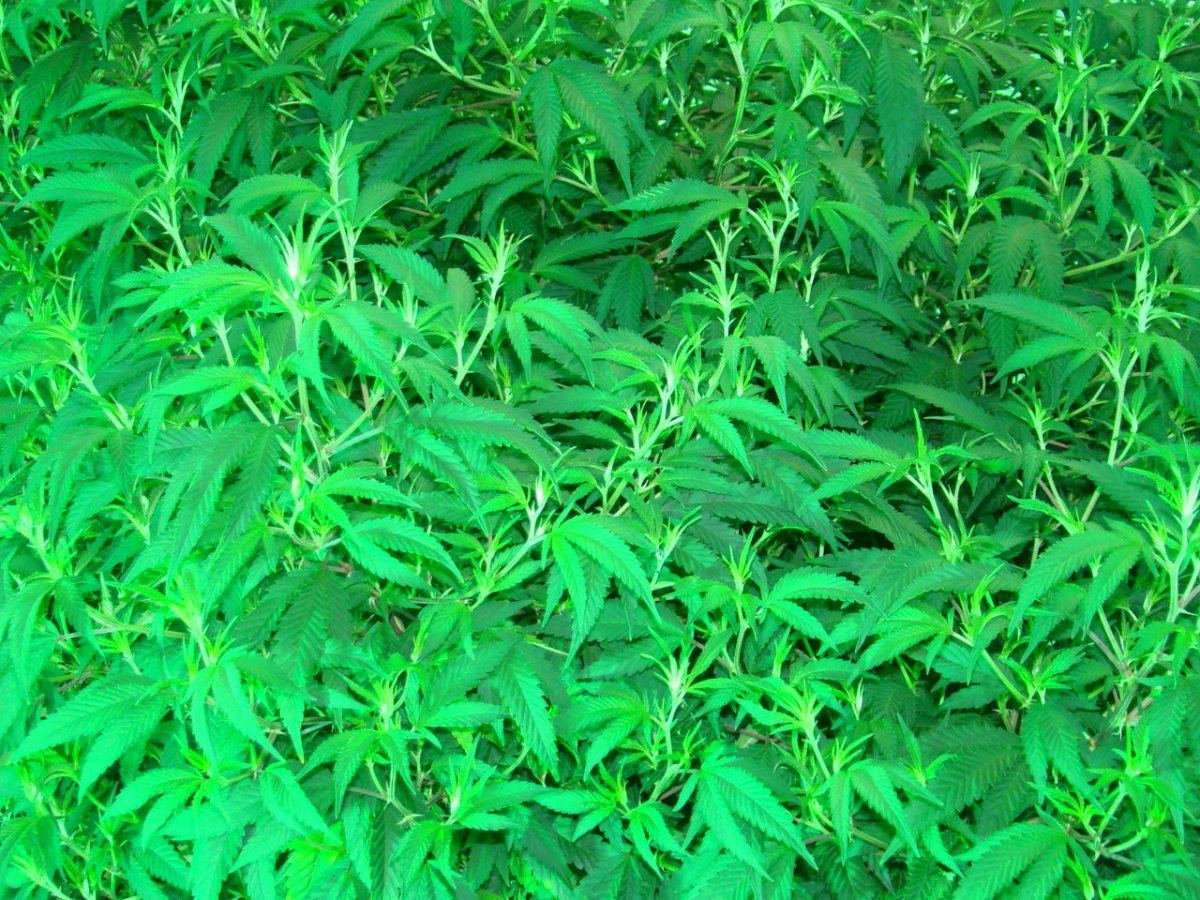Coco trees 11