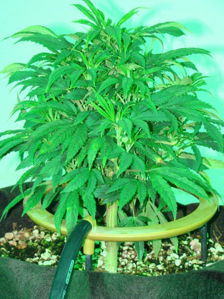 Coco trees 12