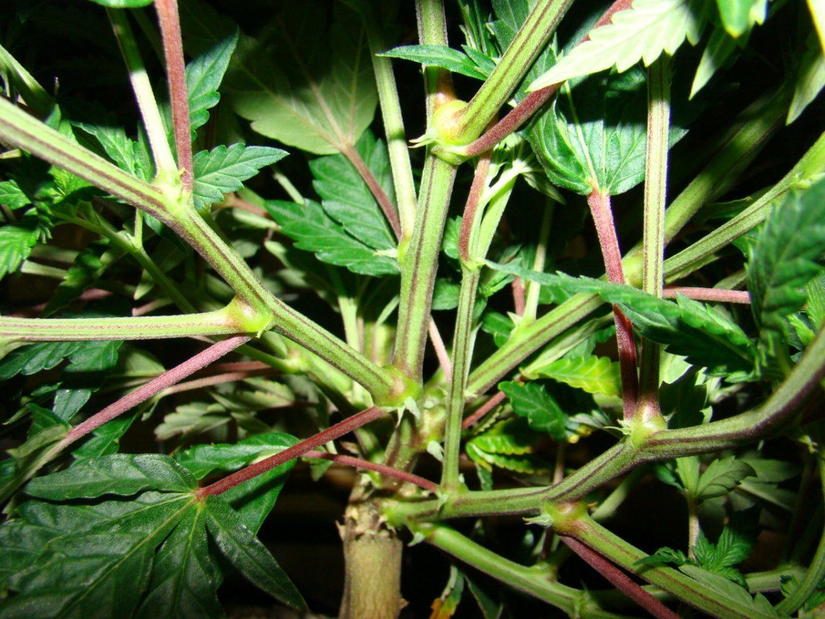 Coco trees 13