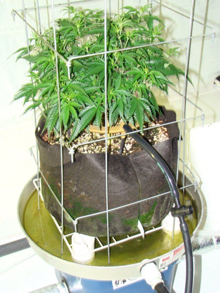 Coco trees 14