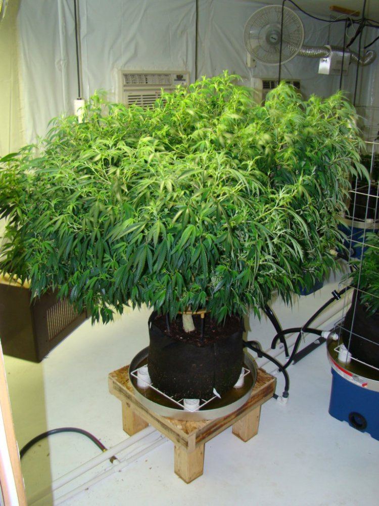 Coco trees 15