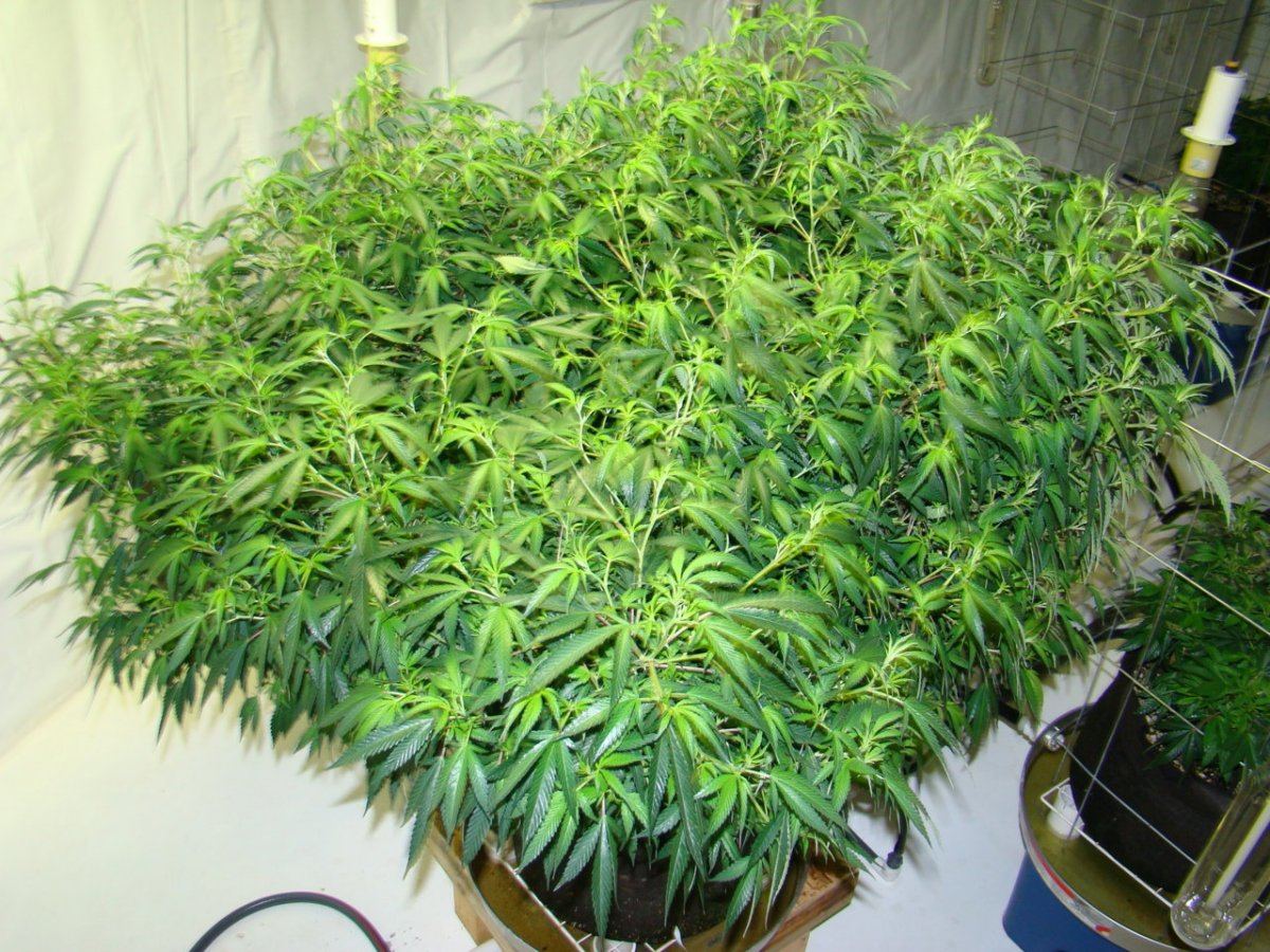 Coco trees 16