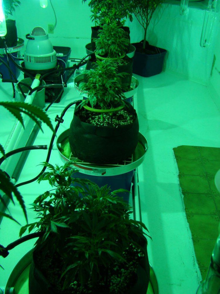 Coco trees 4
