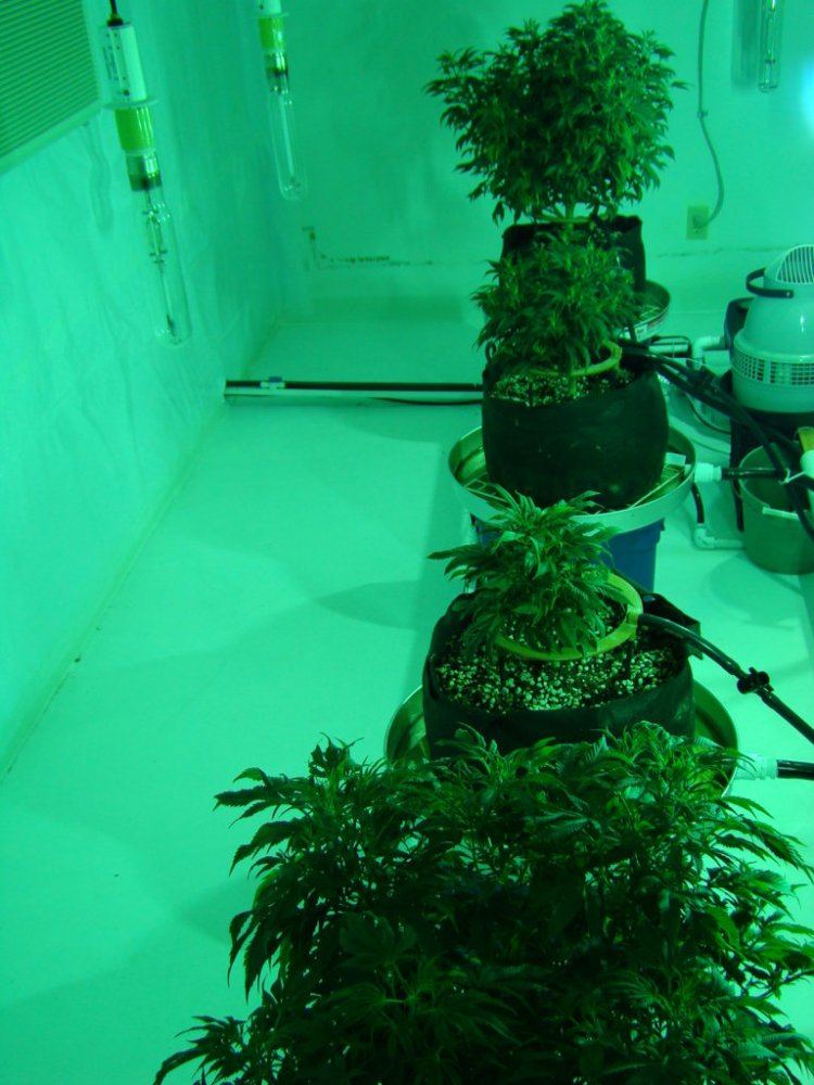 Coco trees 5