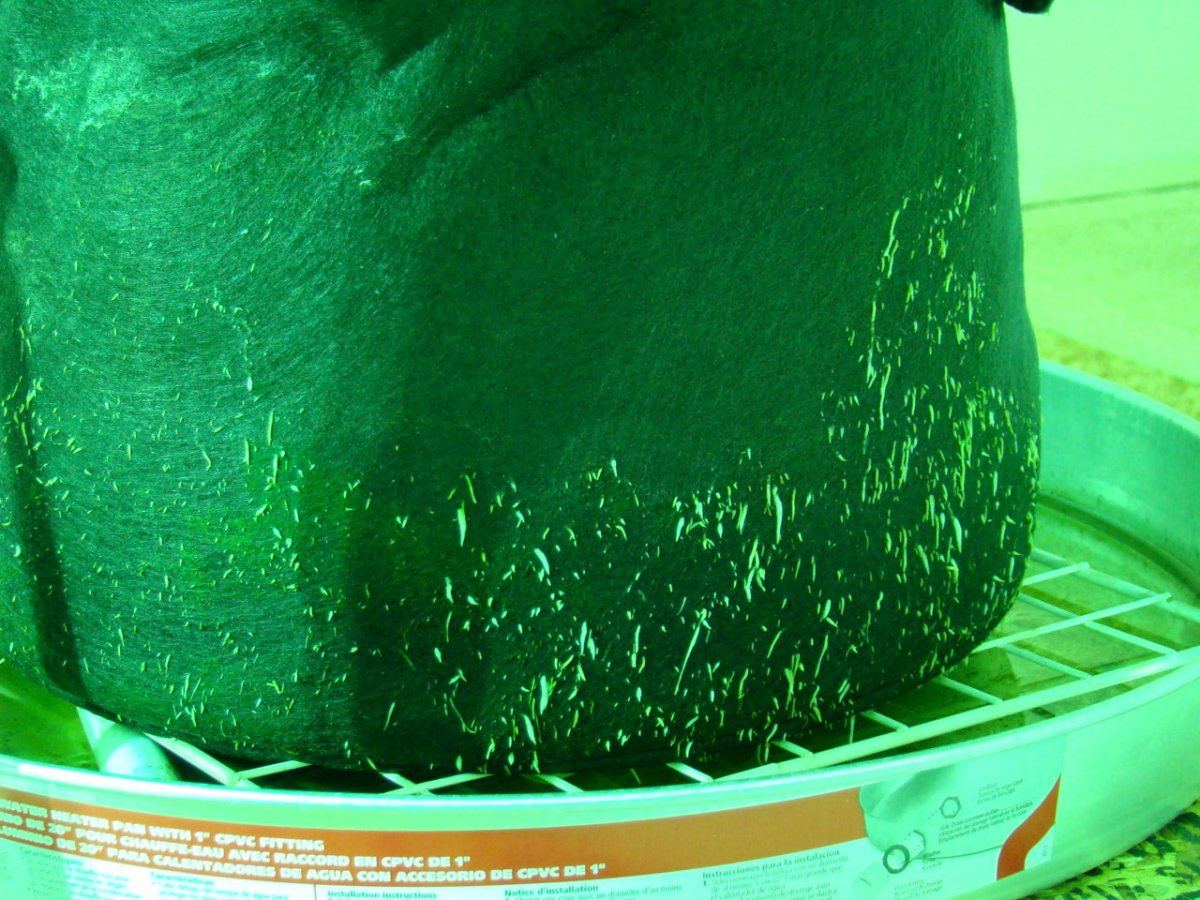Coco trees 6