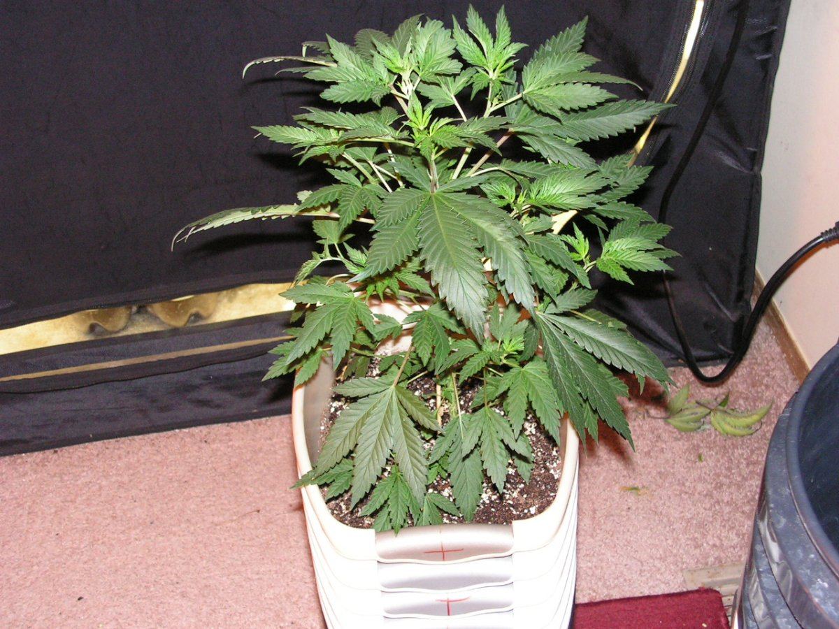 COCO15