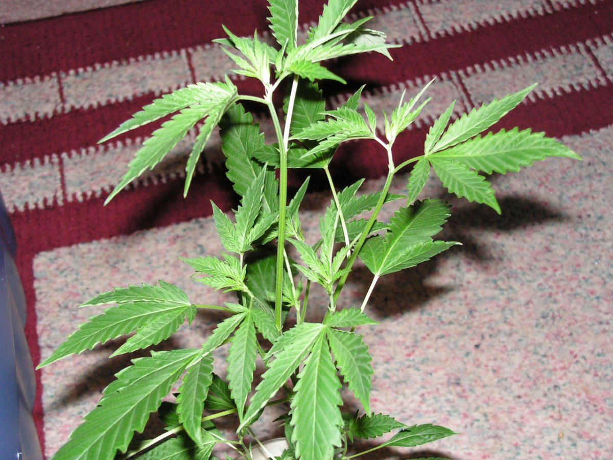 COCO20
