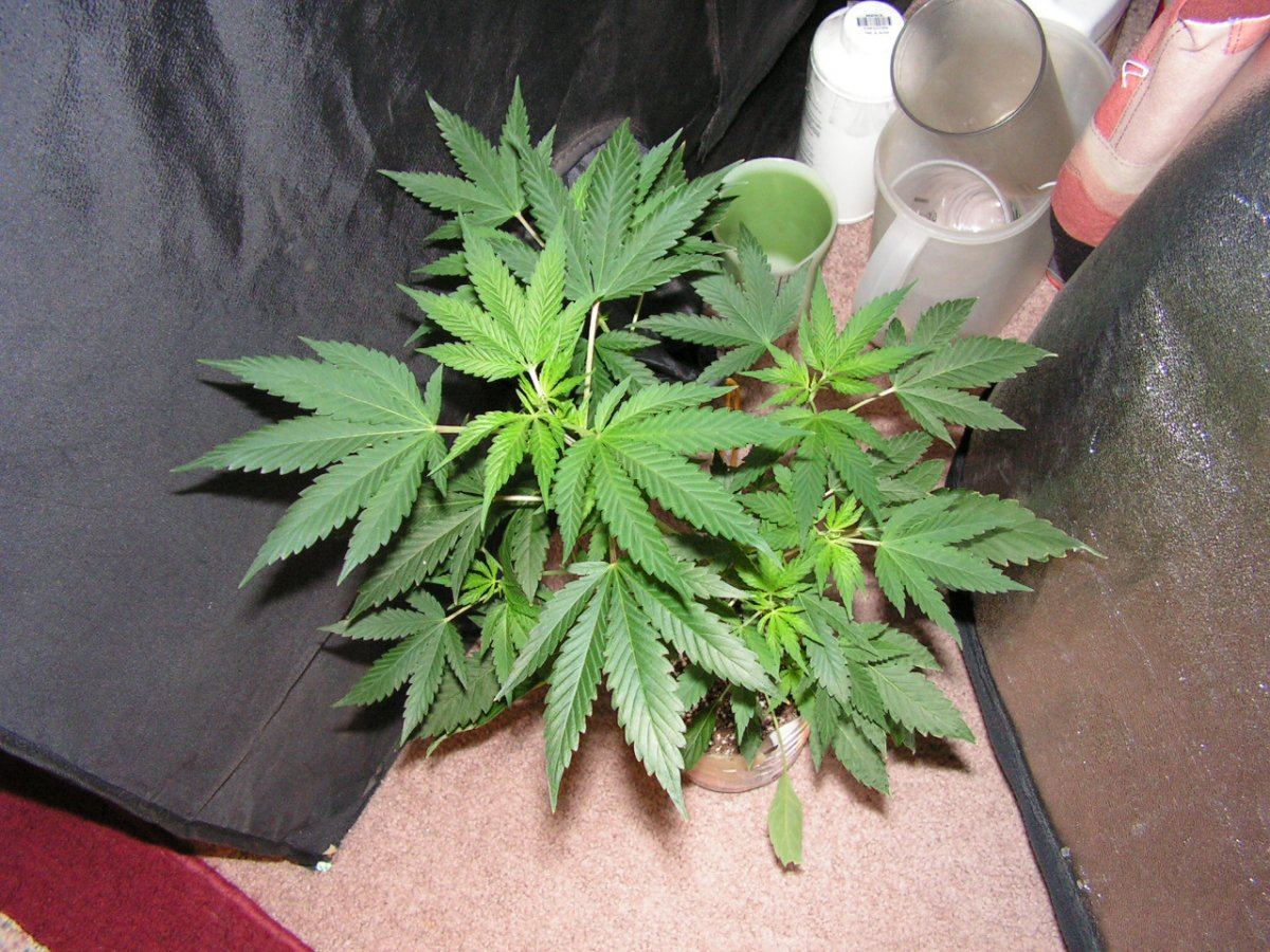 COCO21