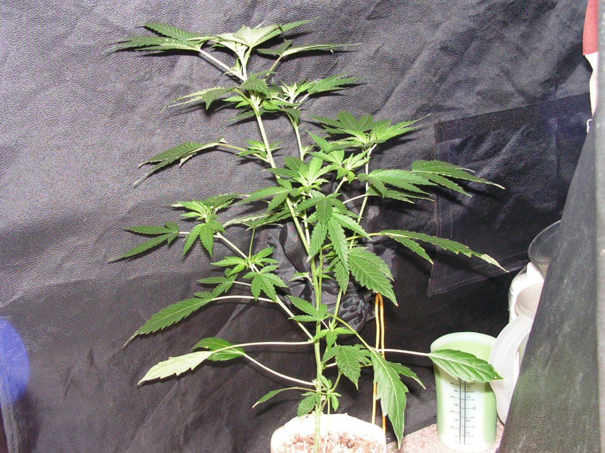 COCO22