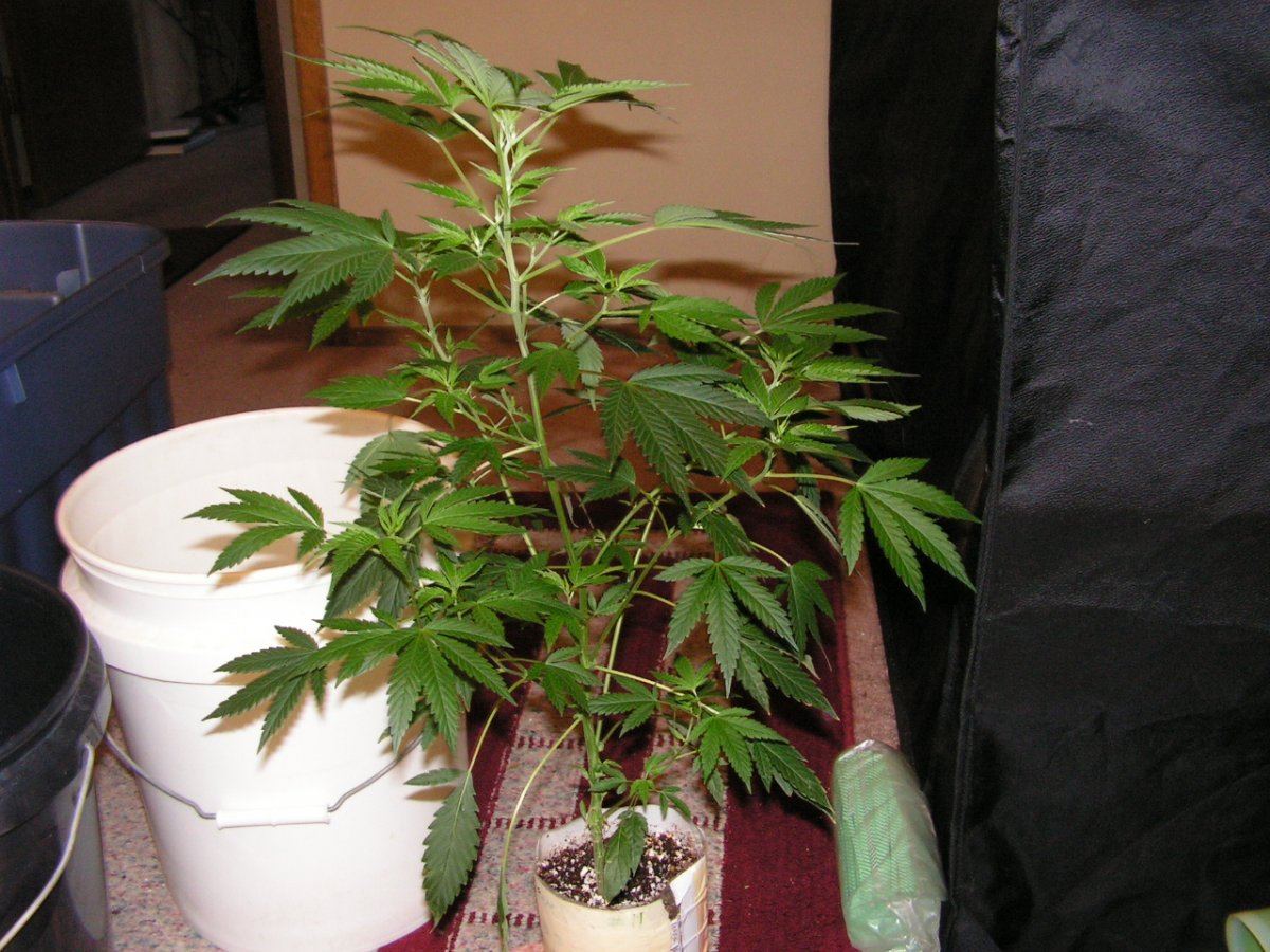 COCO23
