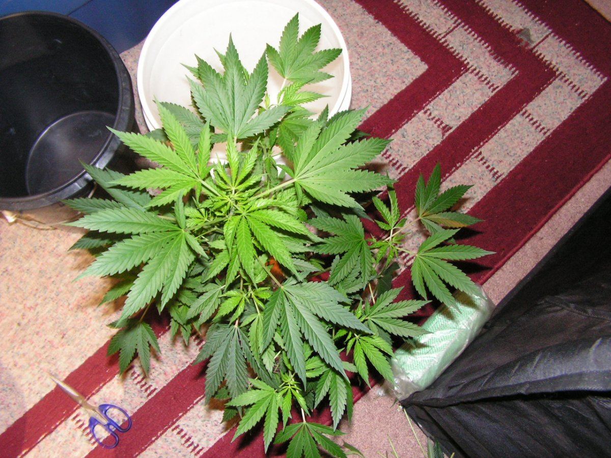 COCO24