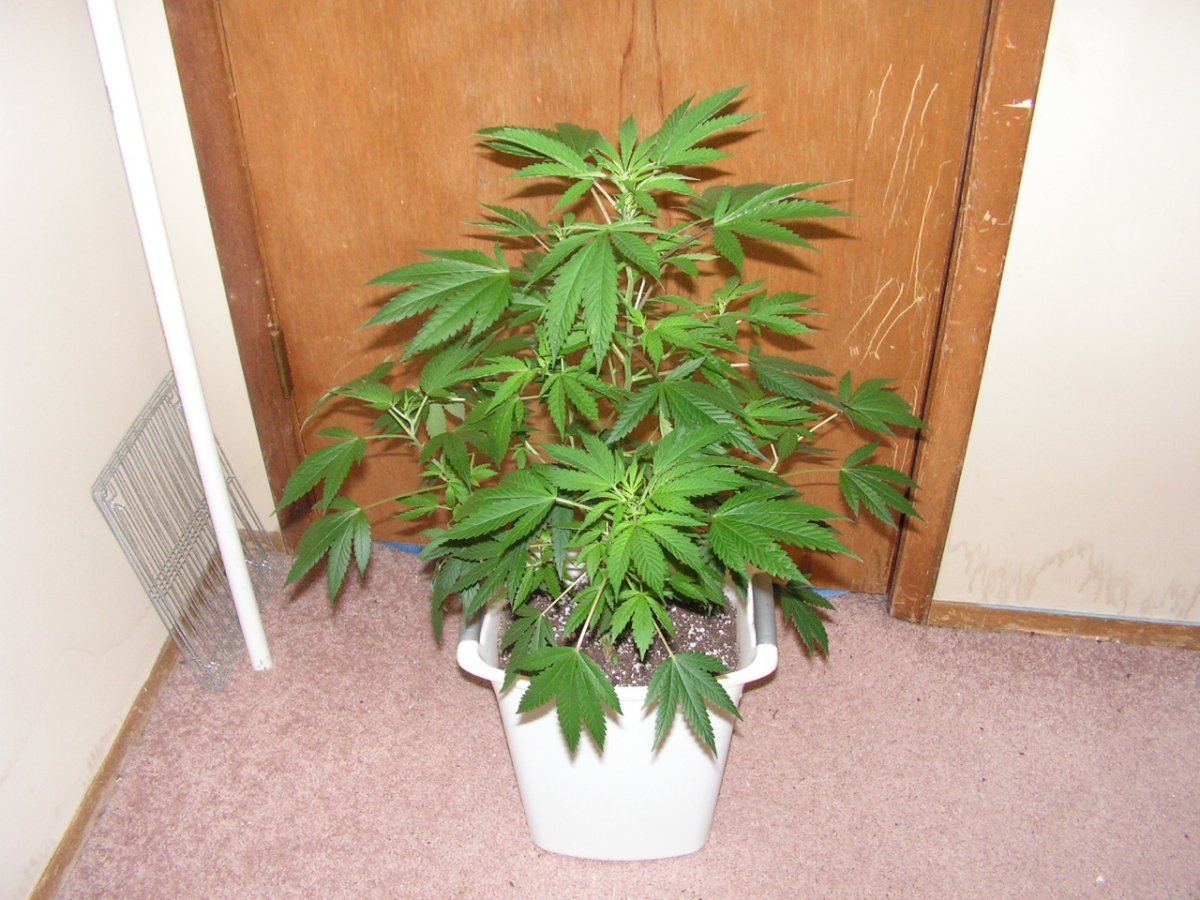 COCO25