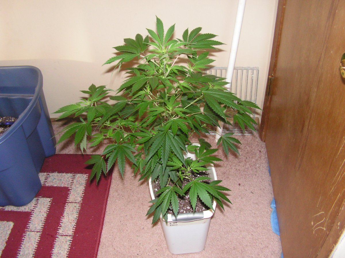 COCO26