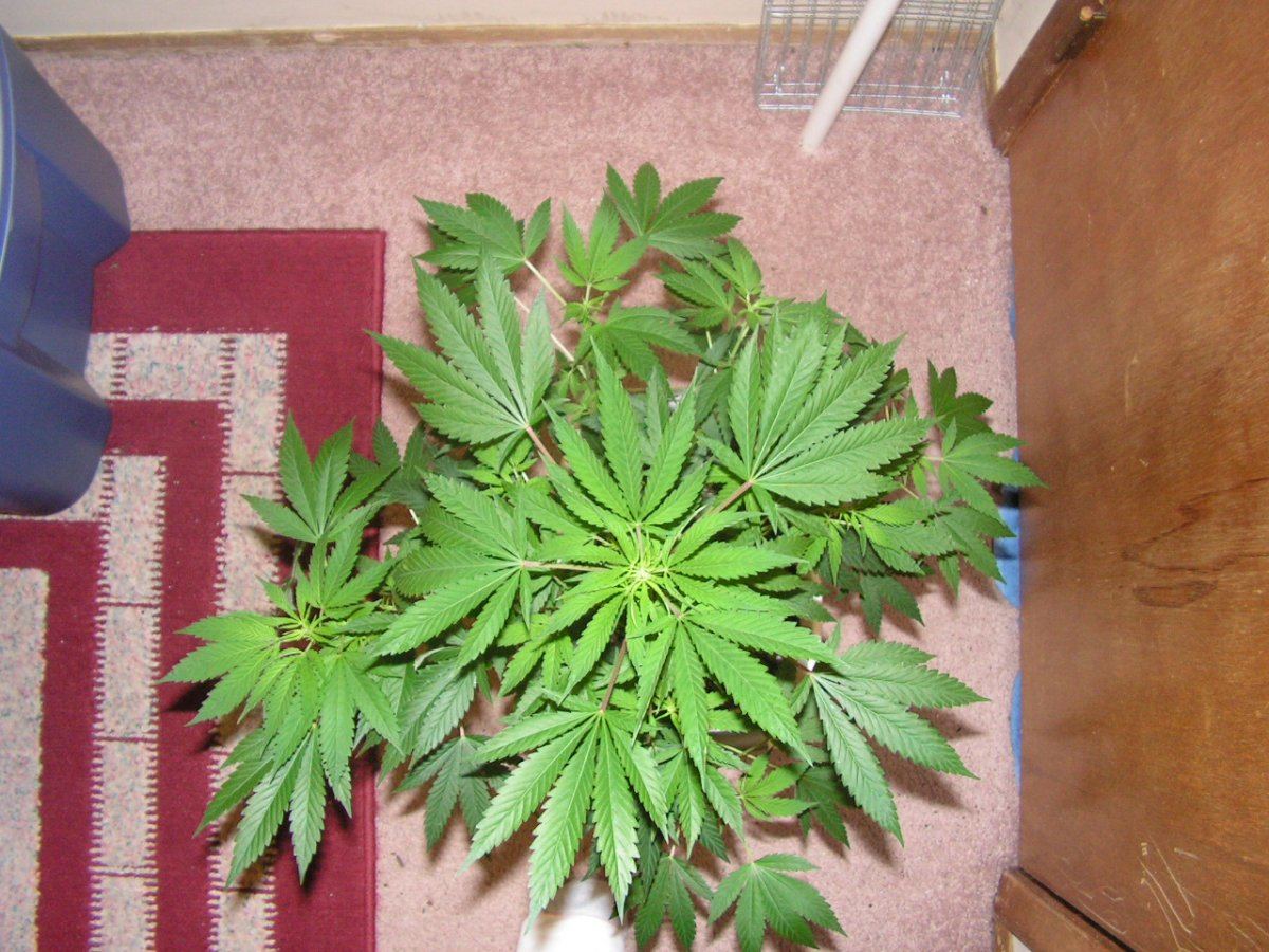 COCO27