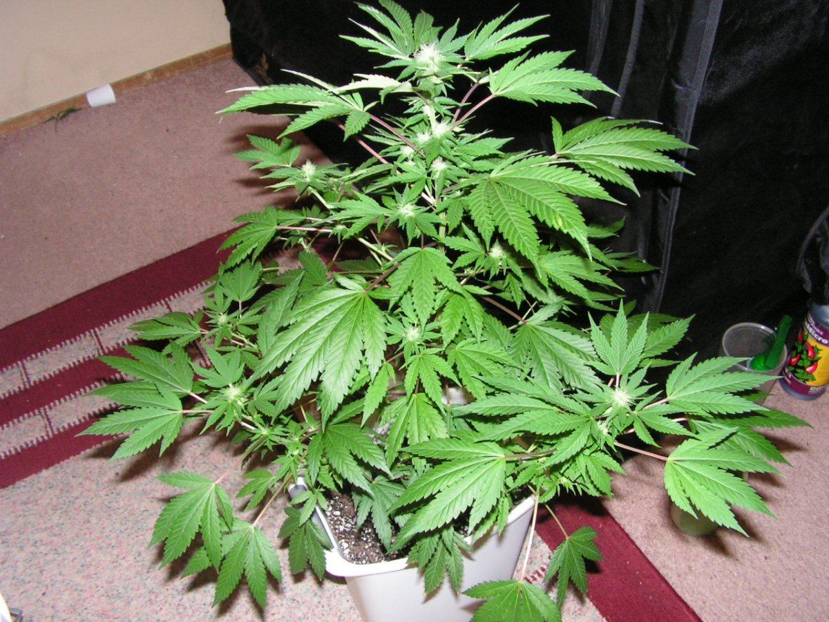 COCO31 MATTER