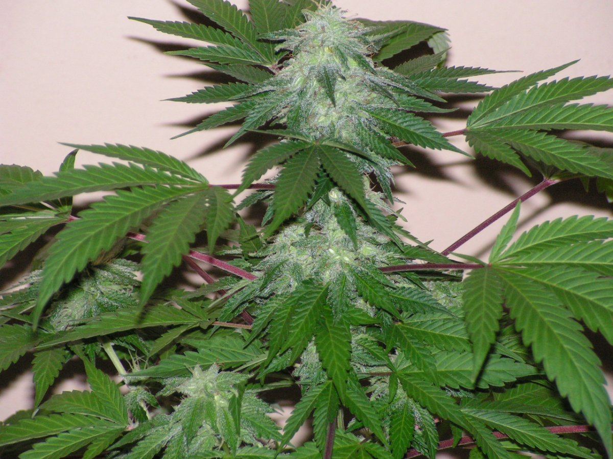 COCO37MATTER