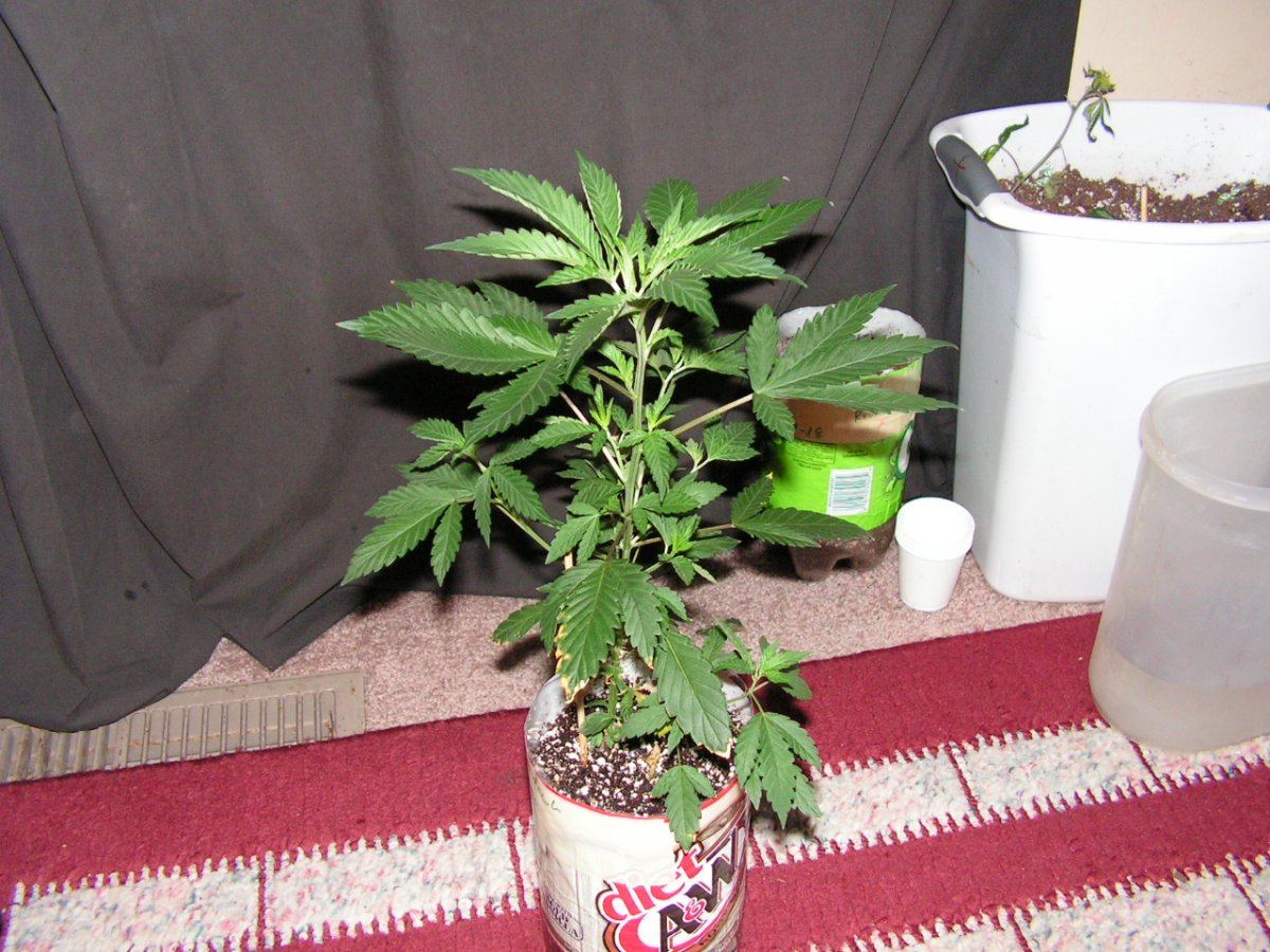 COCO5