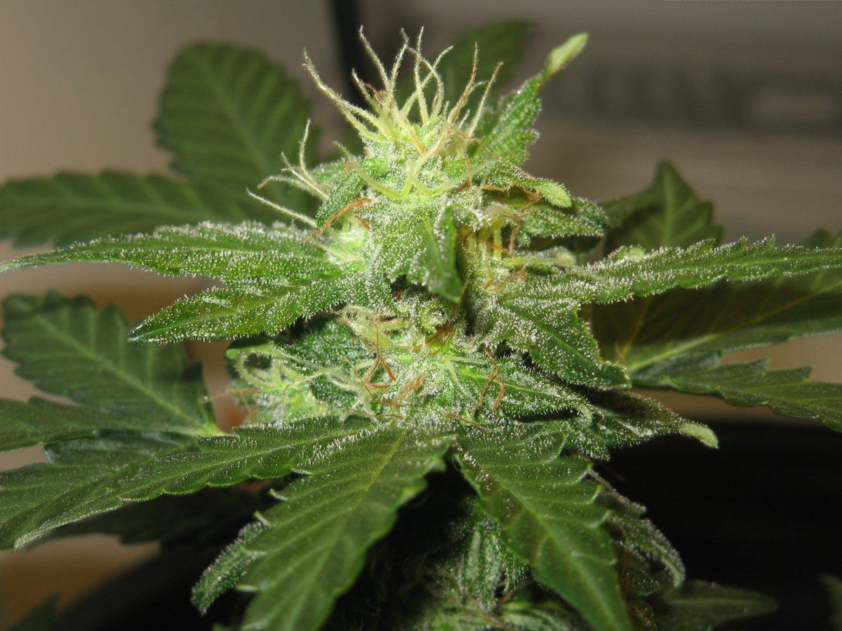 Cola 1